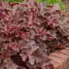 Alūnė - Heuchera CHOCOLATE RUFFLES