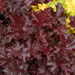 Heuchera CHOCOLATE RUFFLES