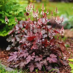 Heuchera CHOCOLATE RUFFLES