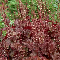 Heuchera CHOCOLATE RUFFLES