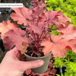 Alūnė - Heuchera FIRE CHIEF