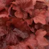 Heuchera FIRE CHIEF