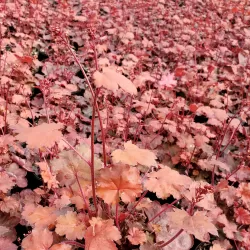 Heuchera FIRE CHIEF