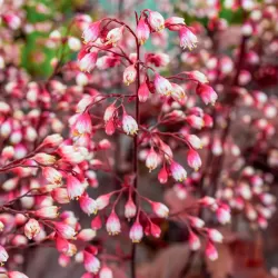 Heuchera FIRE CHIEF