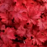 Heuchera FIRE CHIEF
