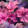 Heuchera FIRE CHIEF