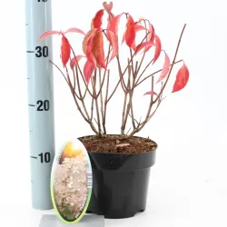 Šluotelinių hortenzijų Bobo sodinukai su pristatymu į namus