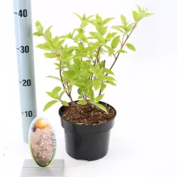 Šluotelinių hortenzijų Bobo sodinukai su pristatymu į namus