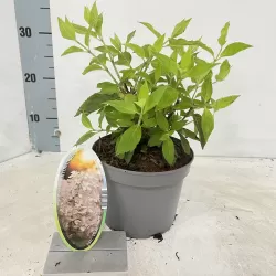 Šluotelinių hortenzijų Bobo sodinukai su pristatymu į namus