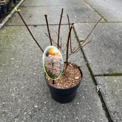 Šluotelinių hortenzijų Bobo sodinukai su pristatymu į namus