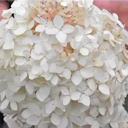 Šluotelinių hortenzijų Bobo sodinukai su pristatymu į namus