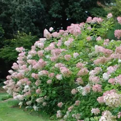 Šluotelinių hortenzijų Bobo sodinukai su pristatymu į namus