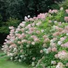 Šluotelinių hortenzijų Bobo sodinukai su pristatymu į namus