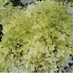 Šluotelinių hortenzijų Bobo sodinukai su pristatymu į namus