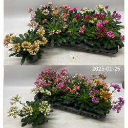 Levisija  - Lewisia cotyledon FBA Happy Colours MIX , pristatymas tik vasario 25 - kovo 12 d.