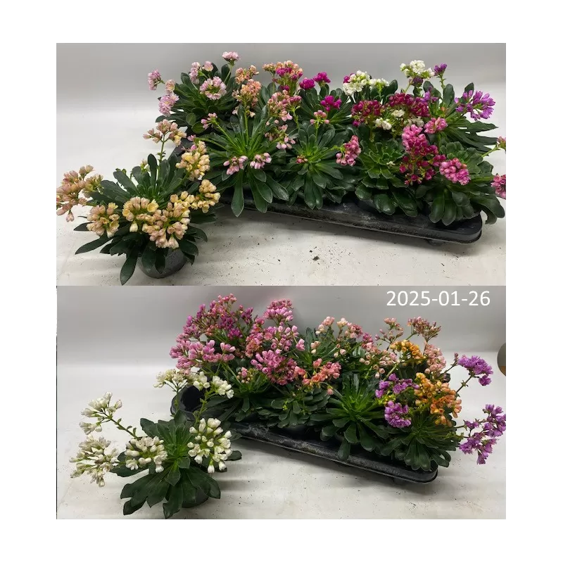 Lewisia cotyledon FBA Happy Colours MIX