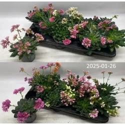 Levisija - Lewisia cotyledon FBA Happy Colours MIX , pristatymas tik vasario 25 - kovo 12 d.