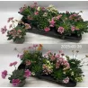 Lewisia cotyledon FBA Happy Colours MIX
