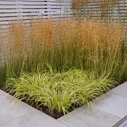 Carex oshimensis Evercolor EVERGOLD