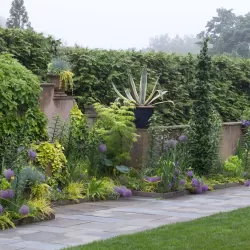 Carex oshimensis Evercolor EVERGOLD