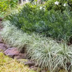 Ošimos viksva - Carex oshimensis Evercolor EVERGOLD