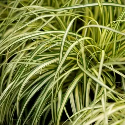 Carex oshimensis Evercolor EVERGOLD