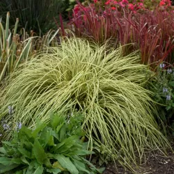 Carex oshimensis Evercolor EVERGOLD