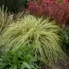 Carex oshimensis Evercolor EVERGOLD