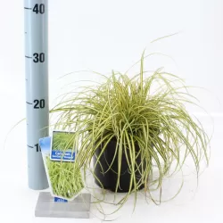Carex oshimensis Evercolor EVERGOLD