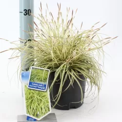 Carex oshimensis Evercolor EVERGOLD