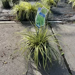 Carex oshimensis Evercolor EVERGOLD