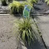 Ošimos viksva - Carex oshimensis Evercolor EVERGOLD
