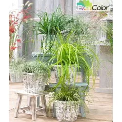 Ošimos viksva - Carex oshimensis Evercolor EVERCREAM