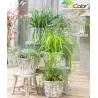 Ošimos viksva - Carex oshimensis Evercolor EVERCREAM