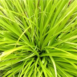 Ošimos viksva - Carex oshimensis Evercolor EVERILLO