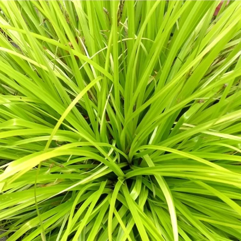 Carex oshimensis Evercolor EVERILLO