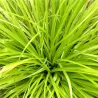 Carex oshimensis Evercolor EVERILLO