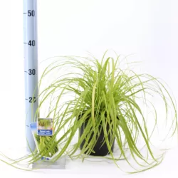 Carex oshimensis Evercolor EVERILLO