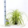 Carex oshimensis Evercolor EVERILLO