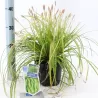 Carex oshimensis Evercolor EVERILLO