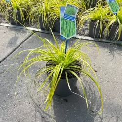 Carex oshimensis Evercolor EVERILLO
