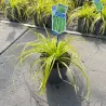 Carex oshimensis Evercolor EVERILLO