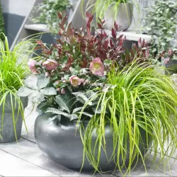 Carex oshimensis Evercolor EVERILLO