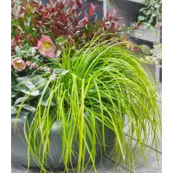 Carex oshimensis Evercolor EVERILLO