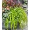 Carex oshimensis Evercolor EVERILLO