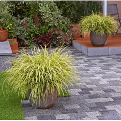 Carex oshimensis Evercolor EVERILLO