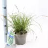 Ošimos viksva - Carex oshimensis Evercolor EVERCREAM