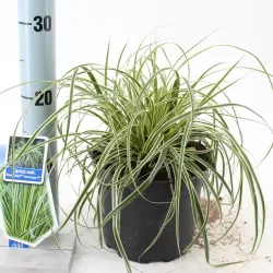 Ošimos viksva - Carex oshimensis Evercolor EVERCREAM