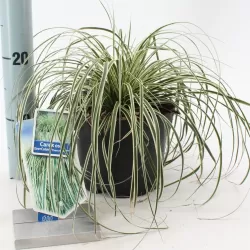 Ošimos viksva - Carex oshimensis Evercolor EVERCREAM