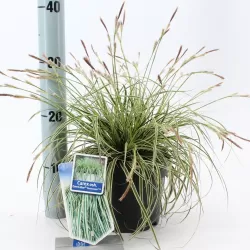 Ošimos viksva - Carex oshimensis Evercolor EVERCREAM